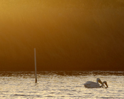 Sunset Fishing