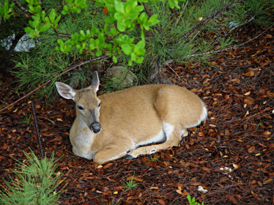 Key Deer, Big Pine Key