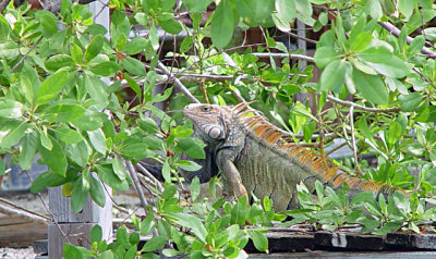 Iguana, Big Pine Key