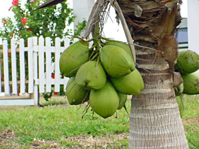 Big Pine Key