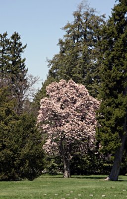 Gettysberg blossoms