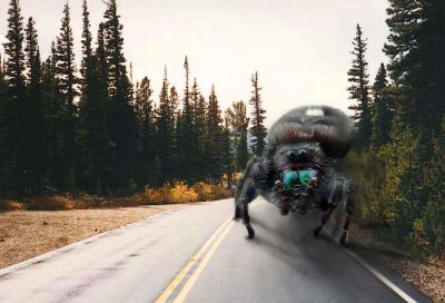 Phiddipus Rocky Mountainous