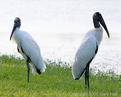 Wood Stork.