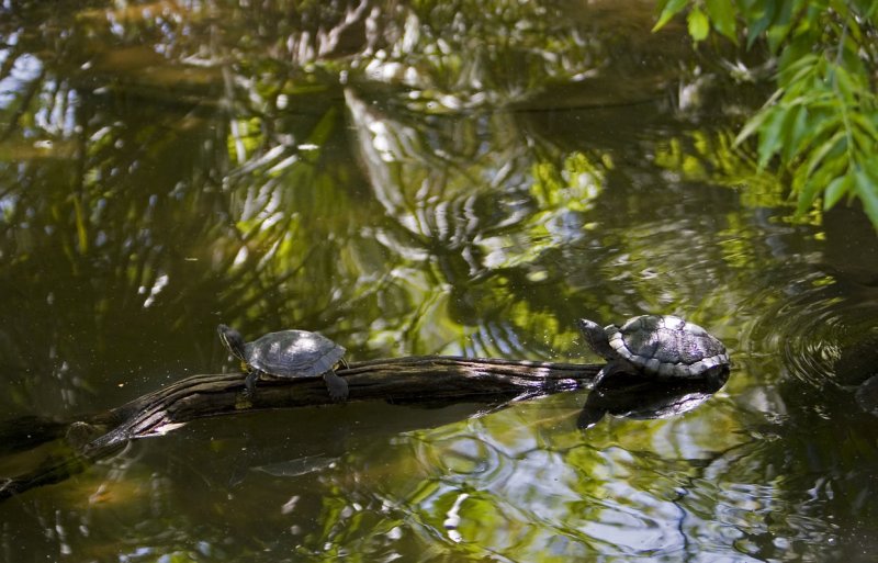 Houston Zoo 12