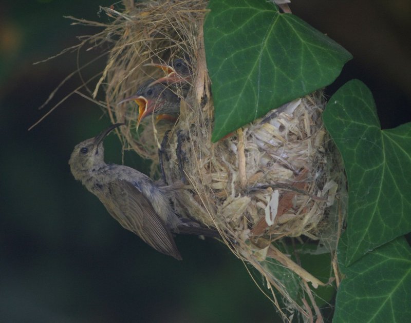 Feeding her descendants