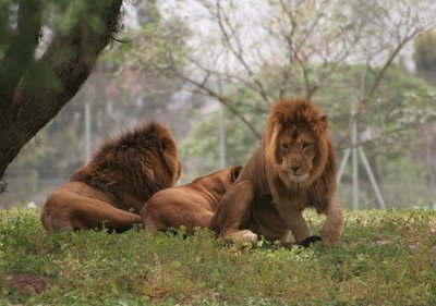  Safari Ramat-Gan & Jerusalem Biblical Zoo