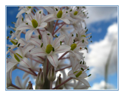 Autumn Flowering