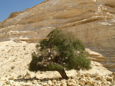 NEGEV  - the Magic Place in south of Israel