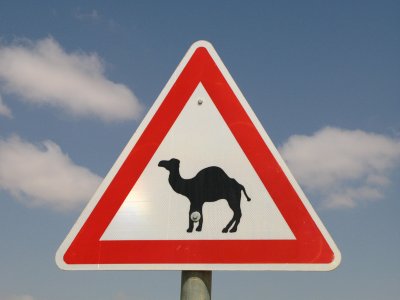 Caution!  Camels