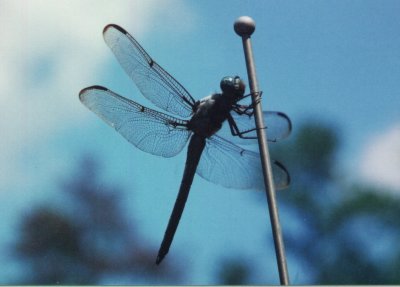 dragonfly.jpg