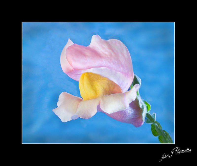 Snap Dragon  .jpg
