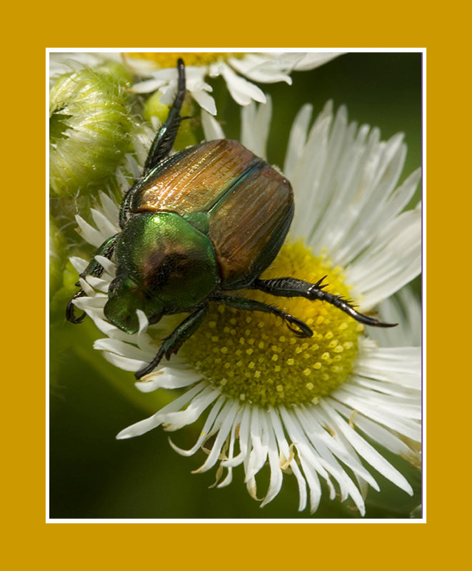Japanese Bettle.jpg