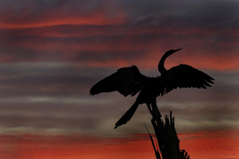 Silhouette at Sunset  .jpg