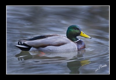 Mallard Duck.jpg