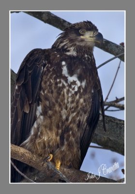 Juvenile  Eagle.jpg