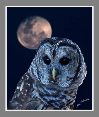 Night Owl    .jpg