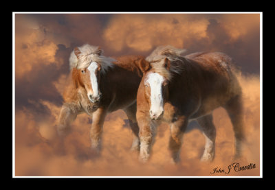 Equestrian Dream .jpg