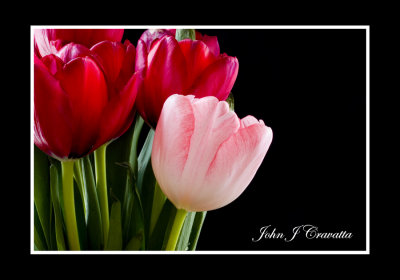 Tulip Bunch .jpg