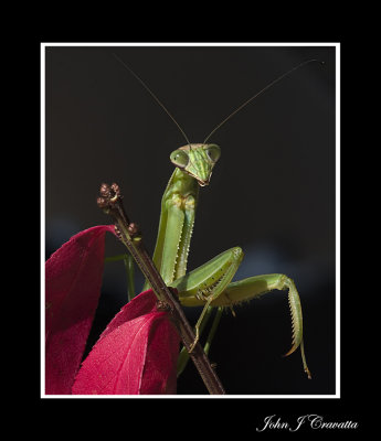 Portrait of a Praying Mantis .jpg