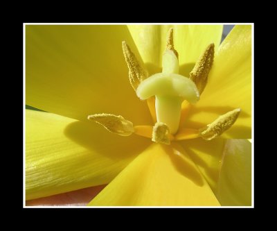 Macro Yellow Tulip .jpg