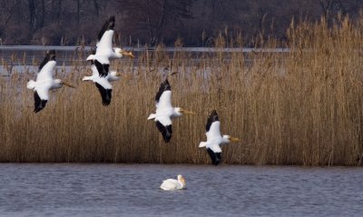 Pelicans  Landing 143.jpg