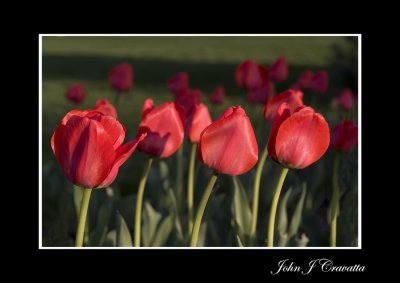 Red Tulips .jpg