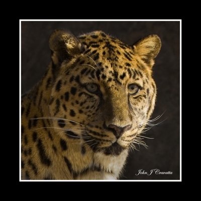 The Leopard .jpg