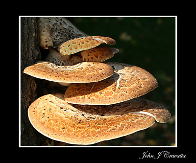 Fungus on a Tree.jpg