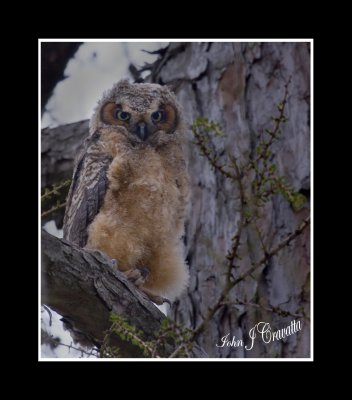 Owls at the Court House  c 005.jpg