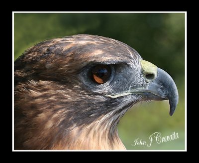Eye of the Hawk .jpg
