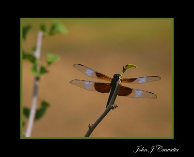 Dragon Fly on a limb .jpg