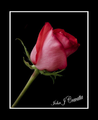 Red Rose .jpg
