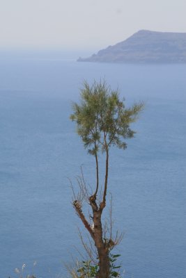 A lonely tree backed by the caldera