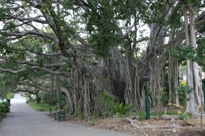 Brisbane Botanical Garden