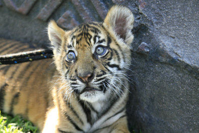 Australia Zoo Tiger Cub Encounter