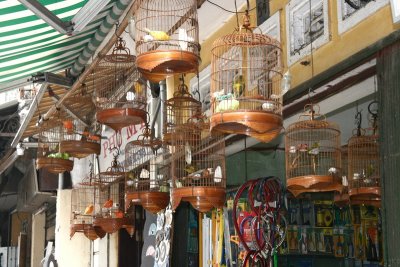 La boutique de l'oiseleur - Hanoi