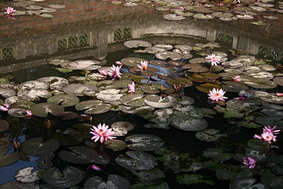 Bassin aux lotus