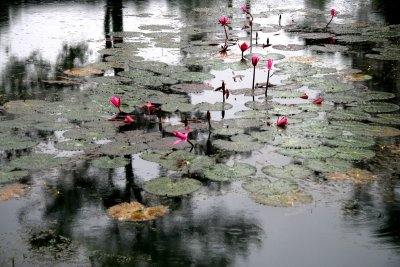 Bassin aux lotus