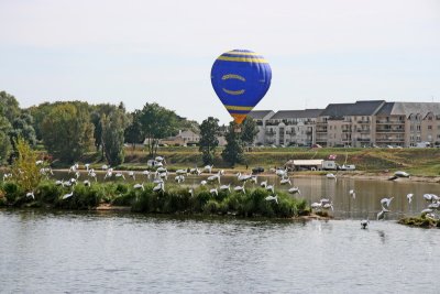 Banc de poissons volants