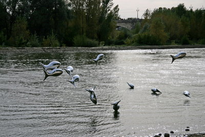 Poissons volants de Loire