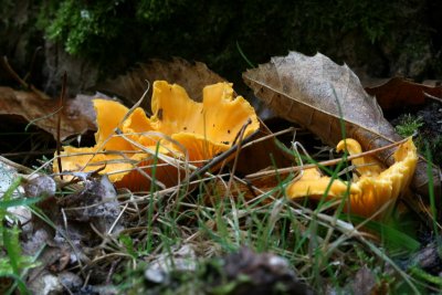 Girolles