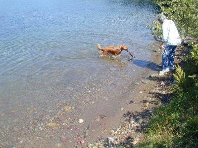 Dog learning to swim Imported_Photos_00814.jpg