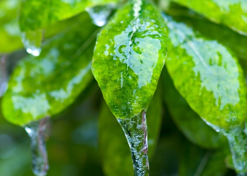 Frozen Leaves