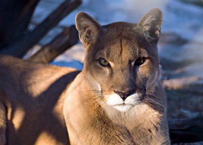 Cougar