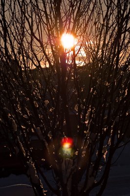 Sunset Through Tree