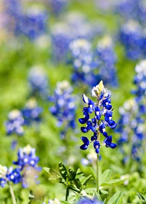 Blue Bonnets