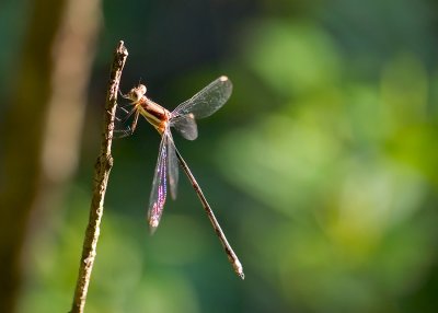 Damselfly