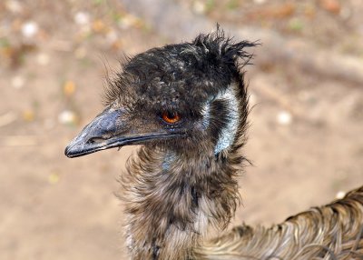 Emu