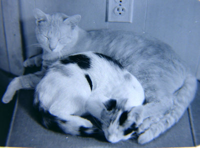 Lazarus & Poppy