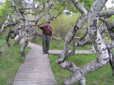 Crooked Trees, Saskatchewan